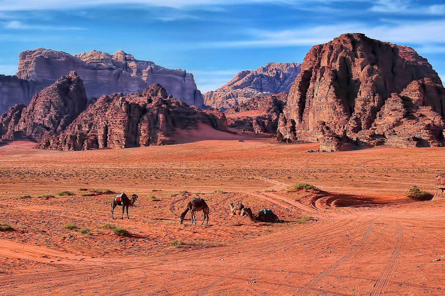 Panoramic view of Wadi Rum desert with camels and sandstone mountains